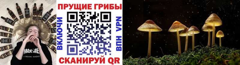 где продают Закаменск Псилоцибиновые грибы Magic Shrooms